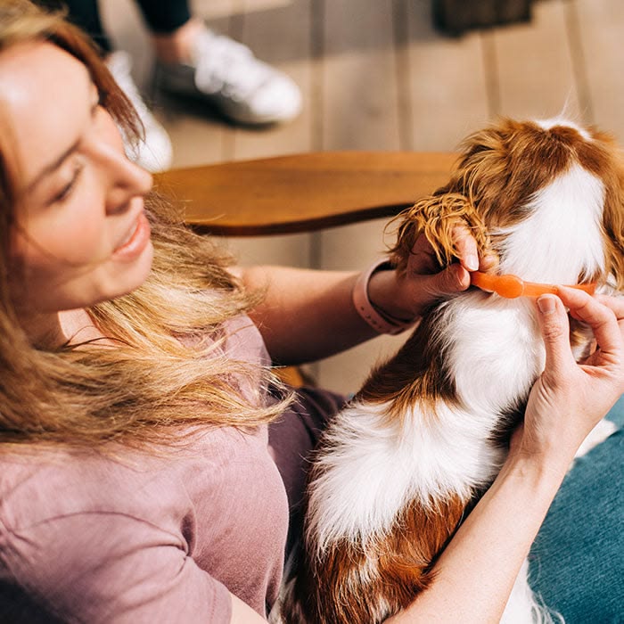 Flea and Tick Prevention